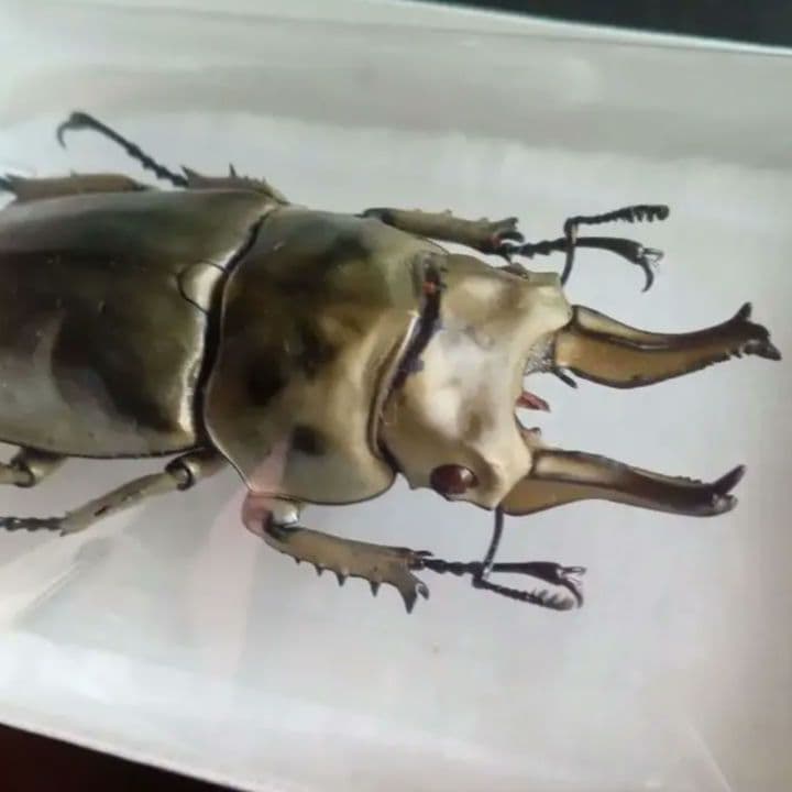 昆虫標本　ジャワオウゴンオニクワガタ 美麗標本　希少種