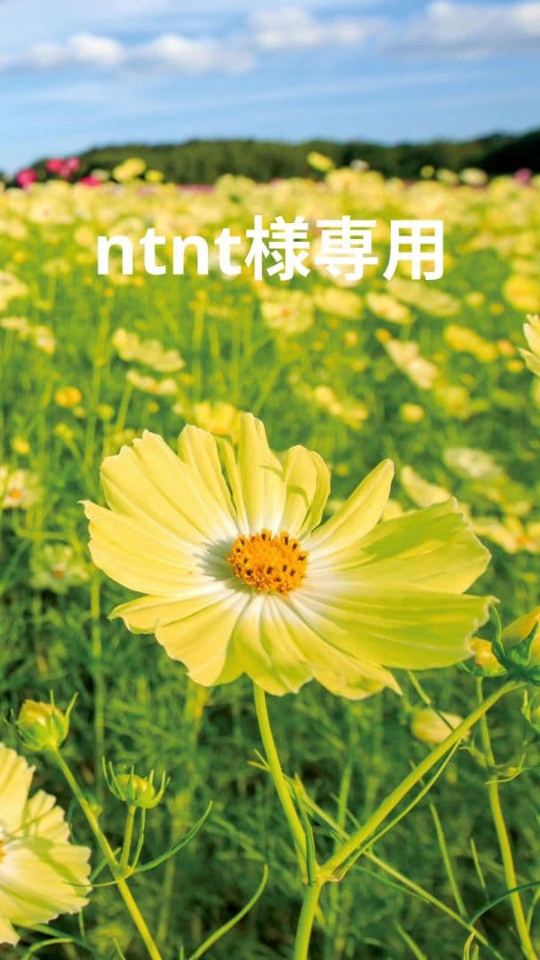 洗顔グッズ ntnt