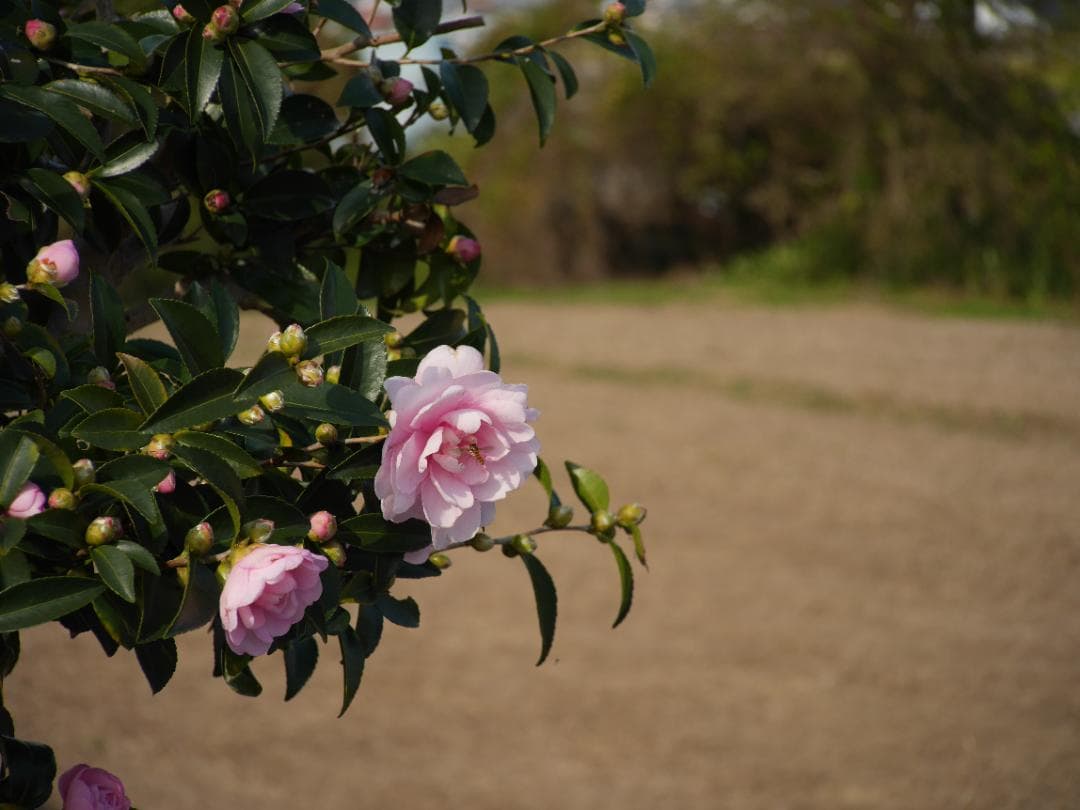 【美品】PENTAX-110 ZOOM 20-40ｍｍ F2.8　動作確認済み