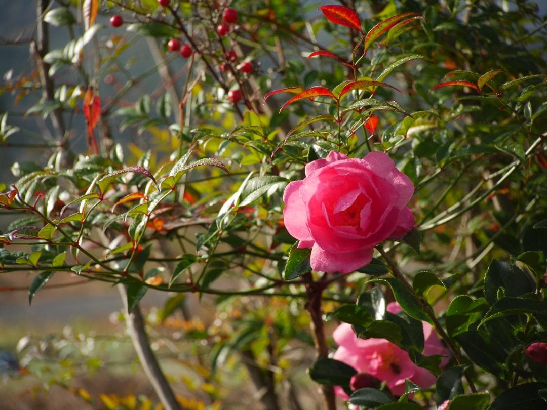 【美品】PENTAX-110 ZOOM 20-40ｍｍ F2.8　動作確認済み