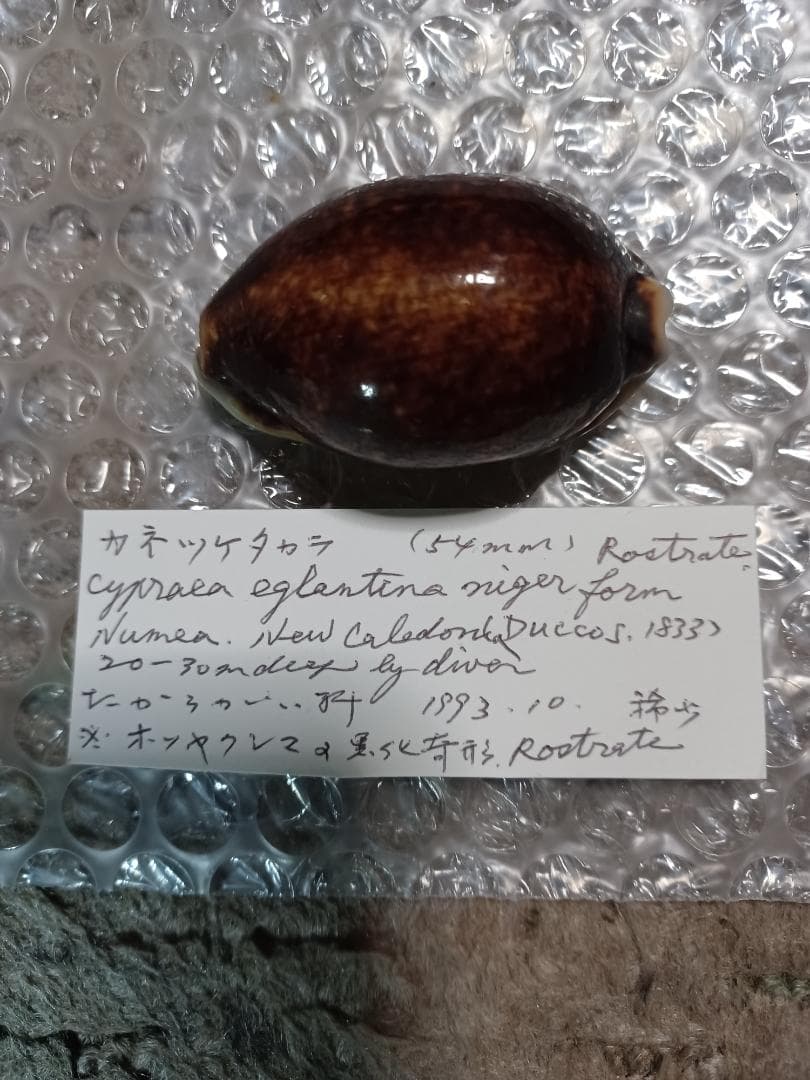 タカラガイ、貝殻、カネツケダカラ