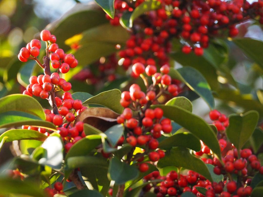 ✨美品✨OLYMPUS M.ZUIKO ED 40-150mm F4-5.6