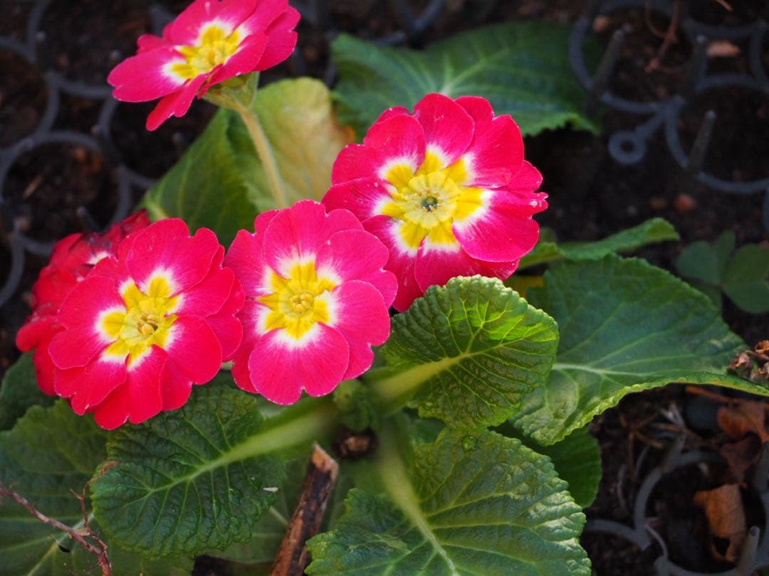 ✨美品✨OLYMPUS M.ZUIKO ED 40-150mm F4-5.6