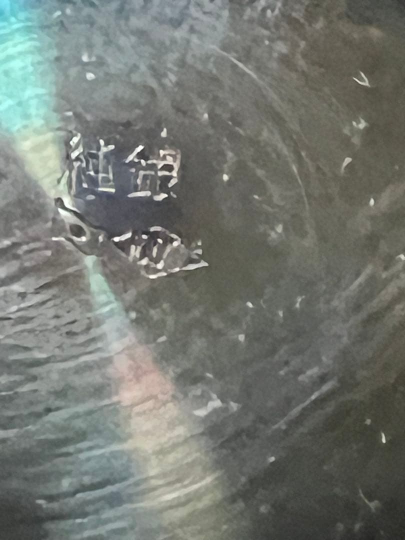 純銀 銀杯 希少　徳力　純銀　大判