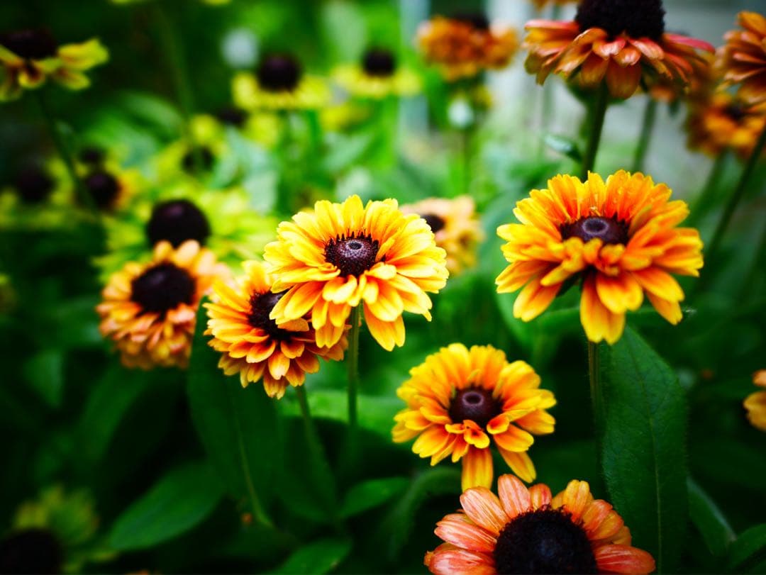 [ほぼ新品]LEICA DG SUMMILUX 15mm/F1.7