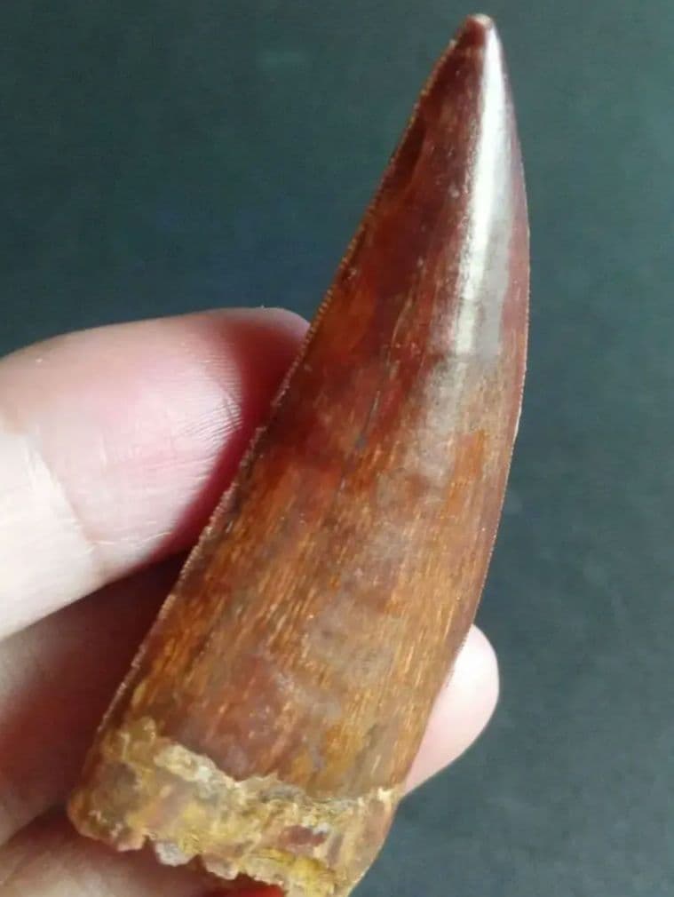 アロサウルス上科　カルカロドントサウルス　特大　歯化石　美麗標本