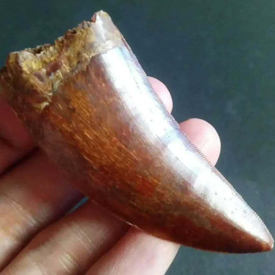 アロサウルス上科　カルカロドントサウルス　特大　歯化石　美麗標本