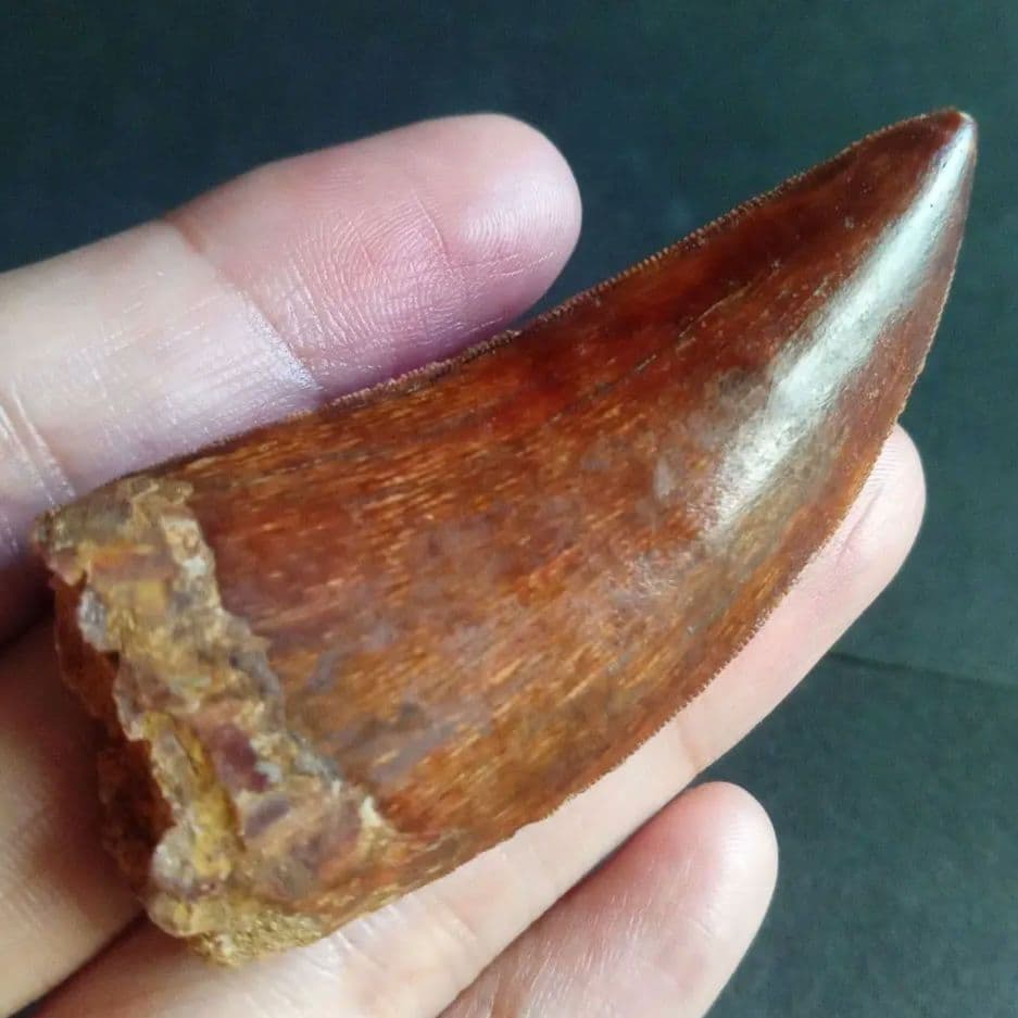 アロサウルス上科　カルカロドントサウルス　特大　歯化石　美麗標本