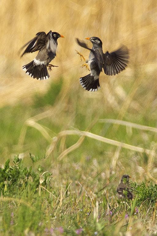 CANON FD500mm F4.5L　EFマウント変換コンバータつき