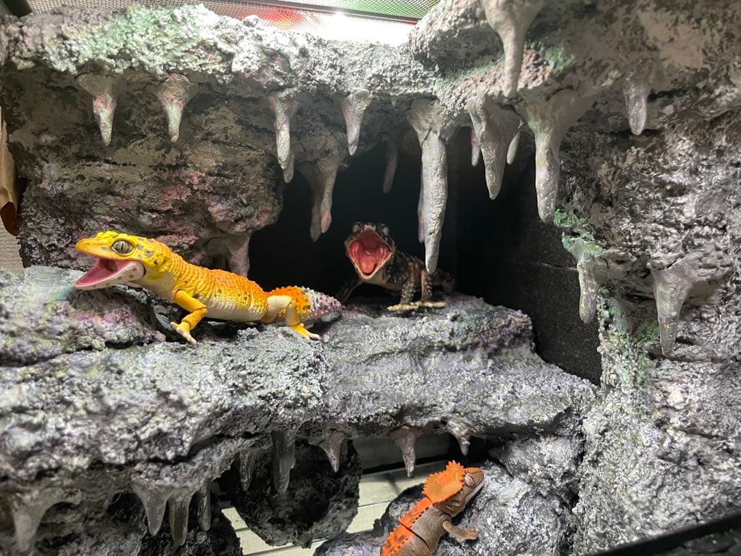 グラステラリウム　爬虫類レイアウト用品　爬虫類ケージ　爬虫類フルレイアウトケージ