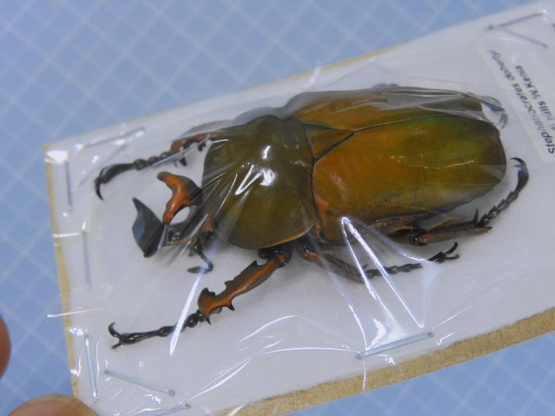 標本 Kenia Stephanocrates dohertyi 48mm