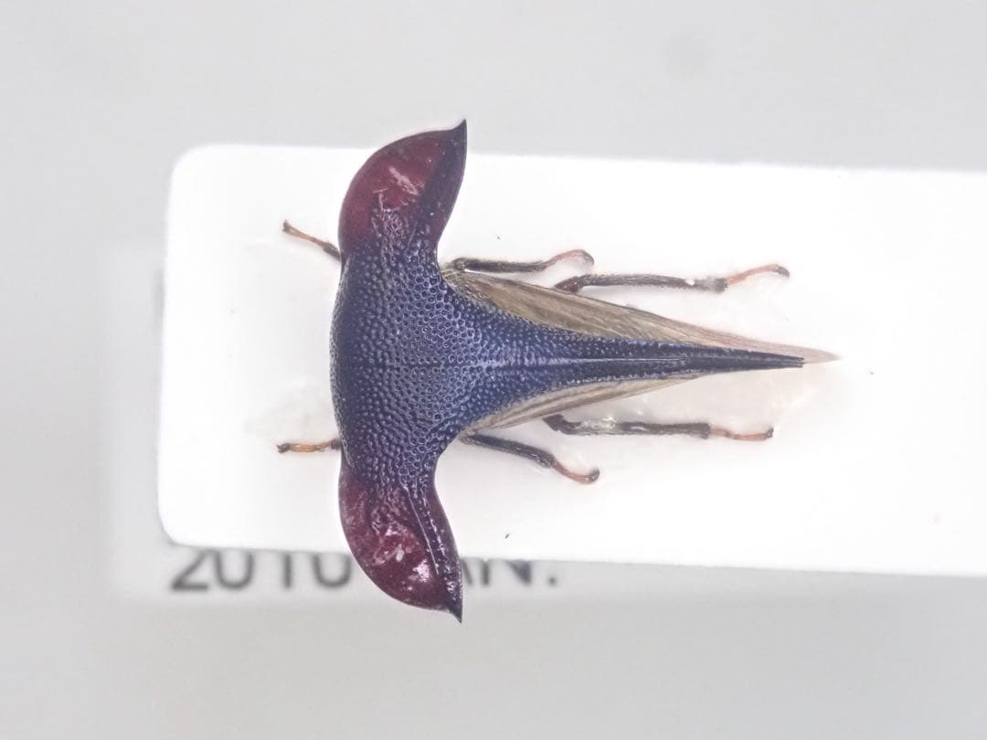 ツノゼミ　セット