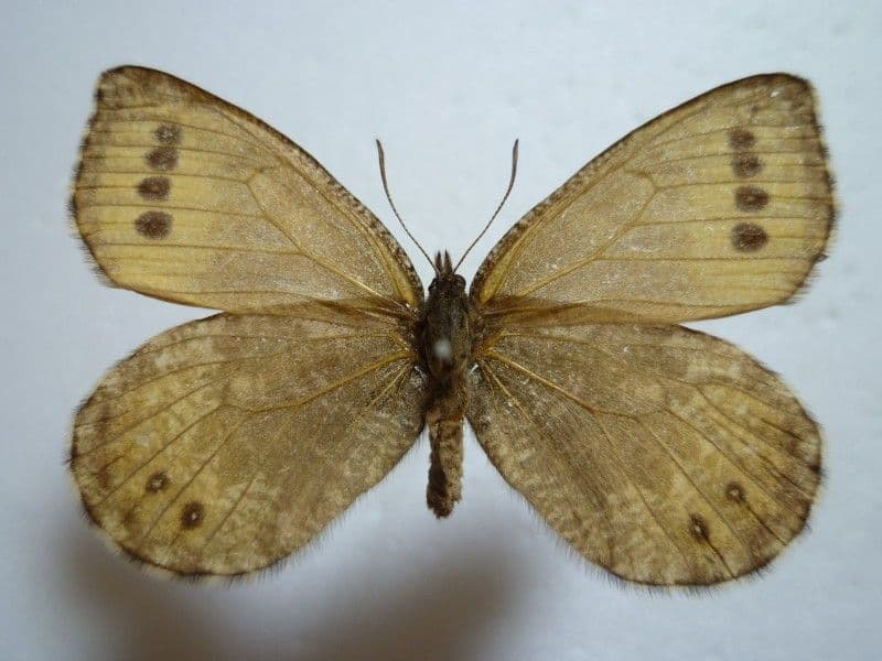 【国産蝶標本】タカネヒカゲ/岐阜県-富山県.北ノ俣岳産/48.7mm