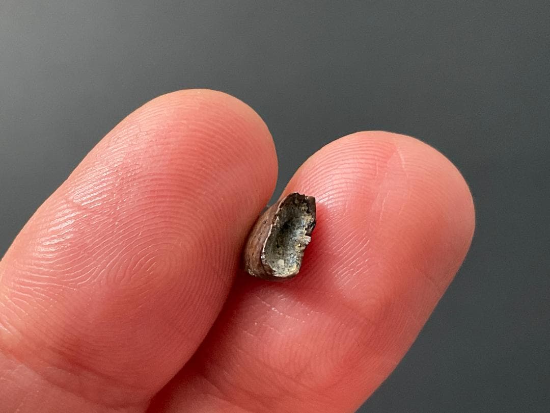 恐竜の歯 ティラノサウルス [DS411] 化石 希少 レア