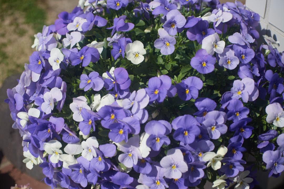 SMC PENTAX-M F1.4 /50mm KマウントL82