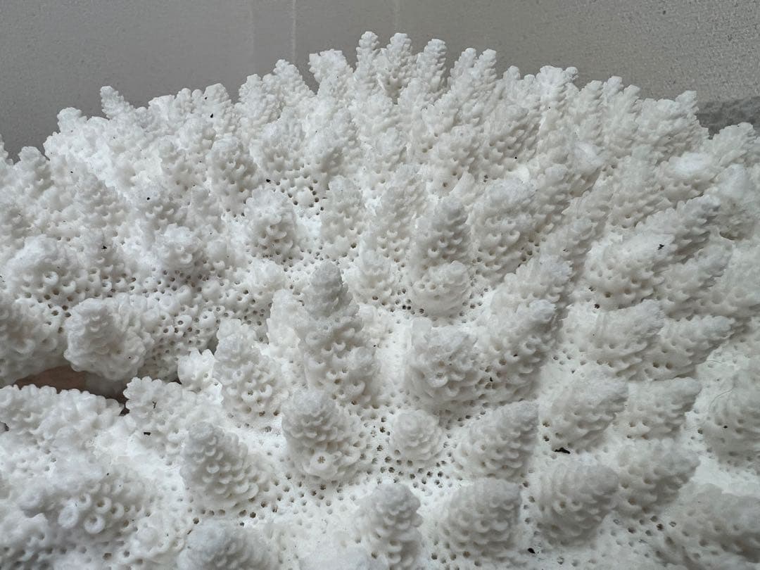 レア！ サンゴ 本物 珊瑚