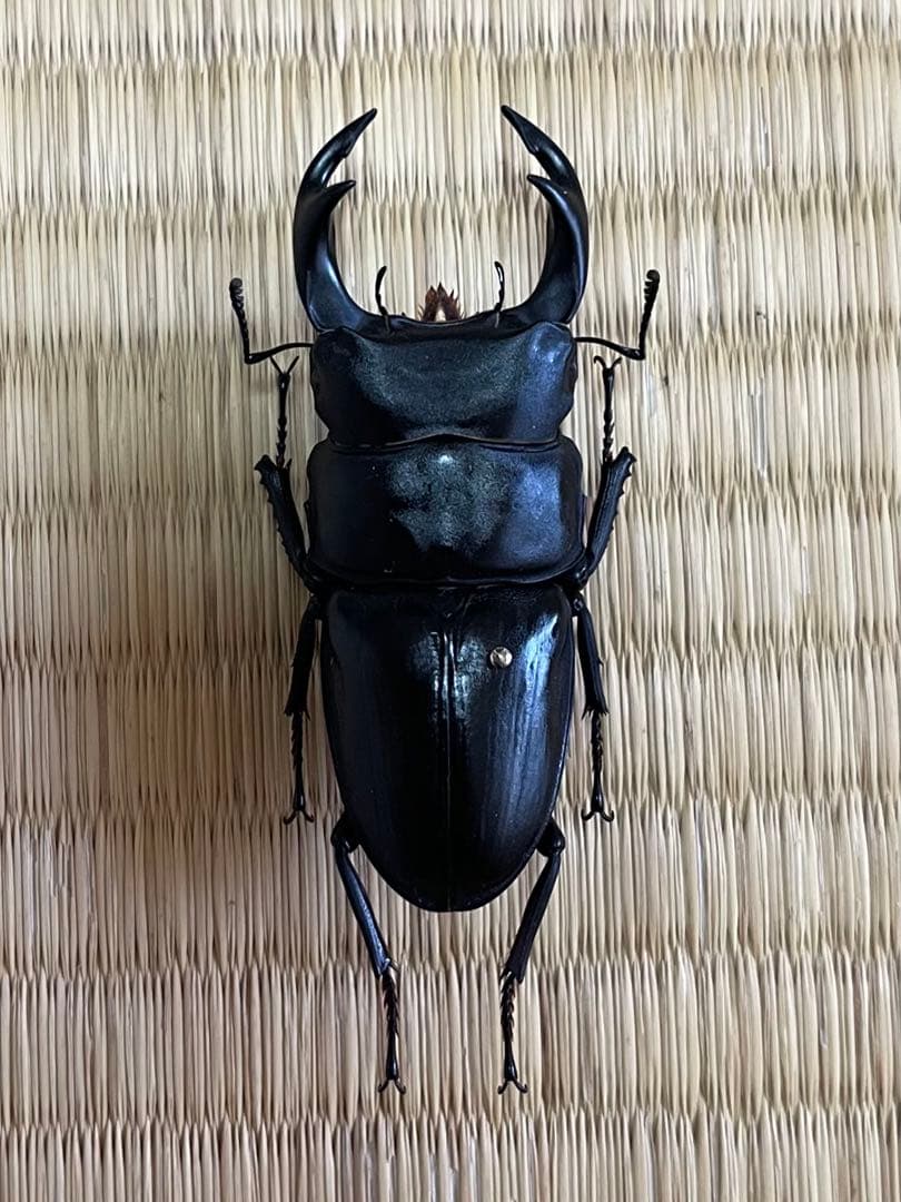 f*t様 オオクワガタ　F0 材割成虫採集個体70.7㎜