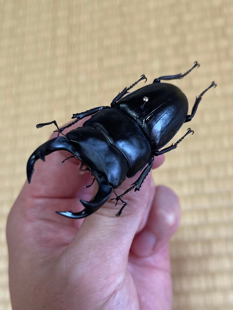 f*t様 オオクワガタ　F0 材割成虫採集個体70.7㎜