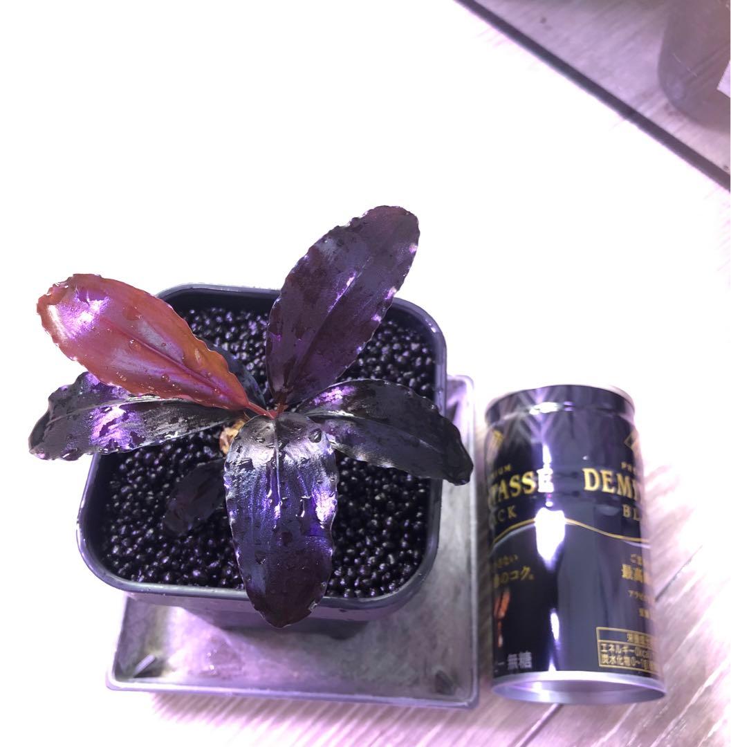 陰性水草の王様的存在【ブセファランドラ】Theia Blue