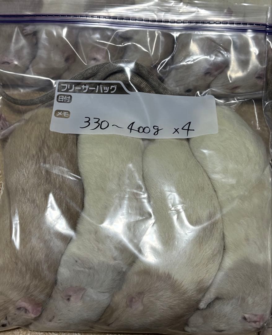 ラット　冷凍　75匹　70〜270gミックス