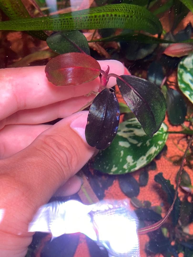ひ*ろ様 Bucephalandra sp. Violet Bolsom 5株