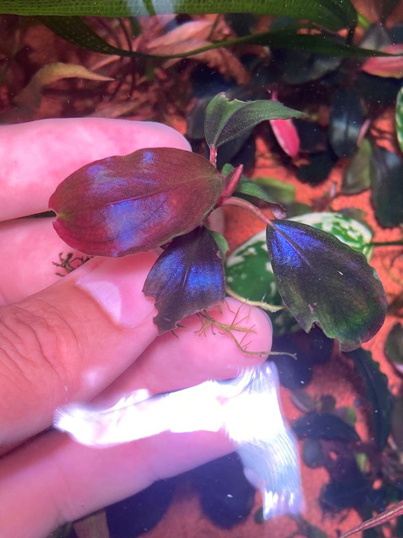ひ*ろ様 Bucephalandra sp. Violet Bolsom 5株