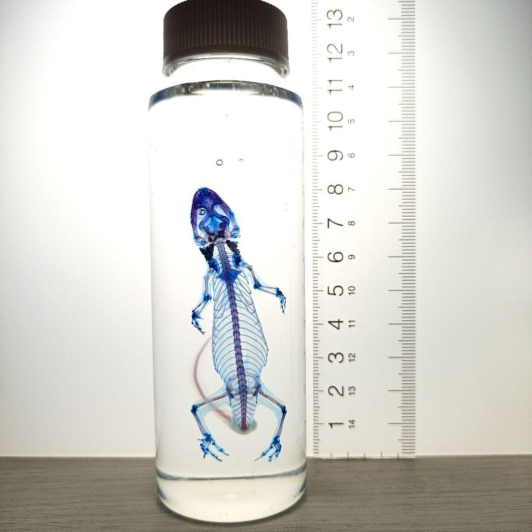極美品【1点物】透明骨格標本ヒラオヤモリ① 約10cm
