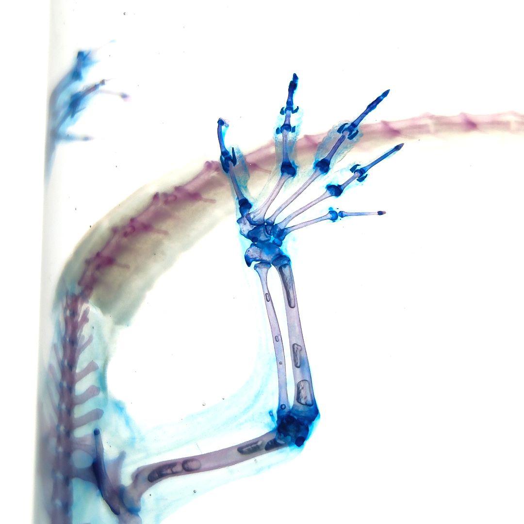 極美品【1点物】透明骨格標本ヒラオヤモリ① 約10cm