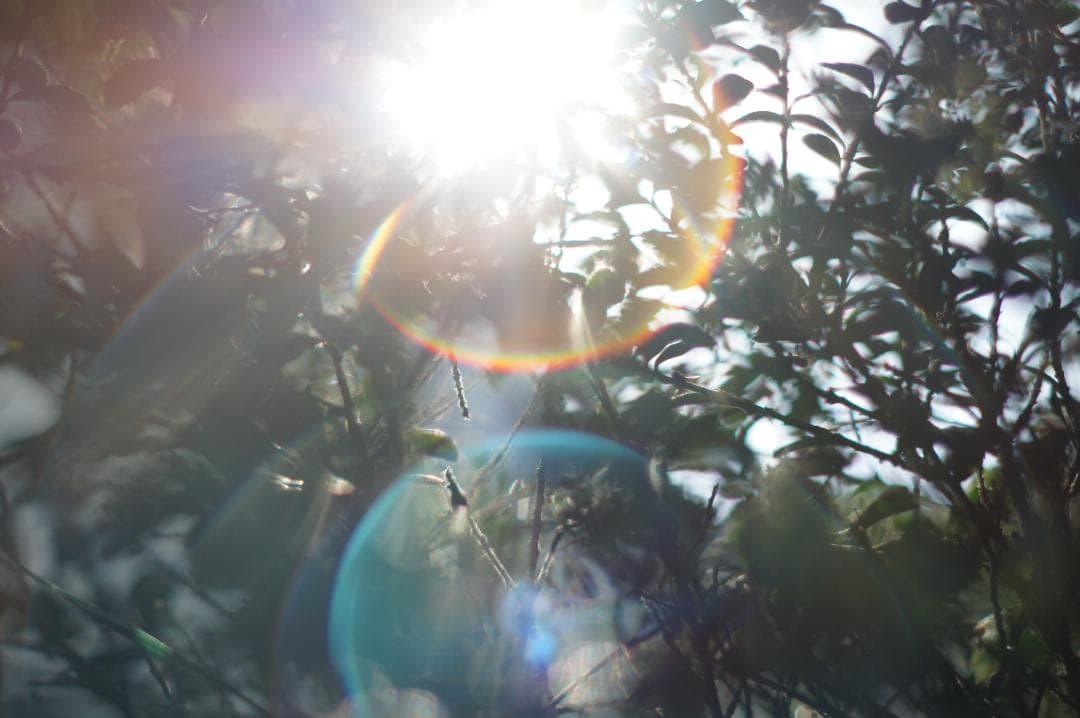 作例有_極美フレア✨ PENTAX スーパータクマー 55mm f1.8 後期