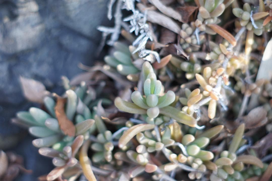 作例有_極美フレア✨ PENTAX スーパータクマー 55mm f1.8 後期