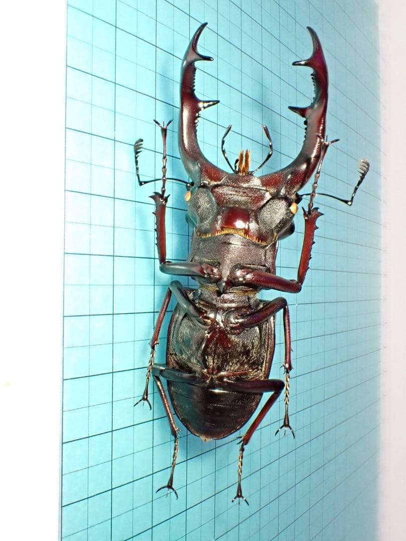 【標本】希少産地　ヨーロッパミヤマクワガタ　セルビア産　70.3ミリ　野外品