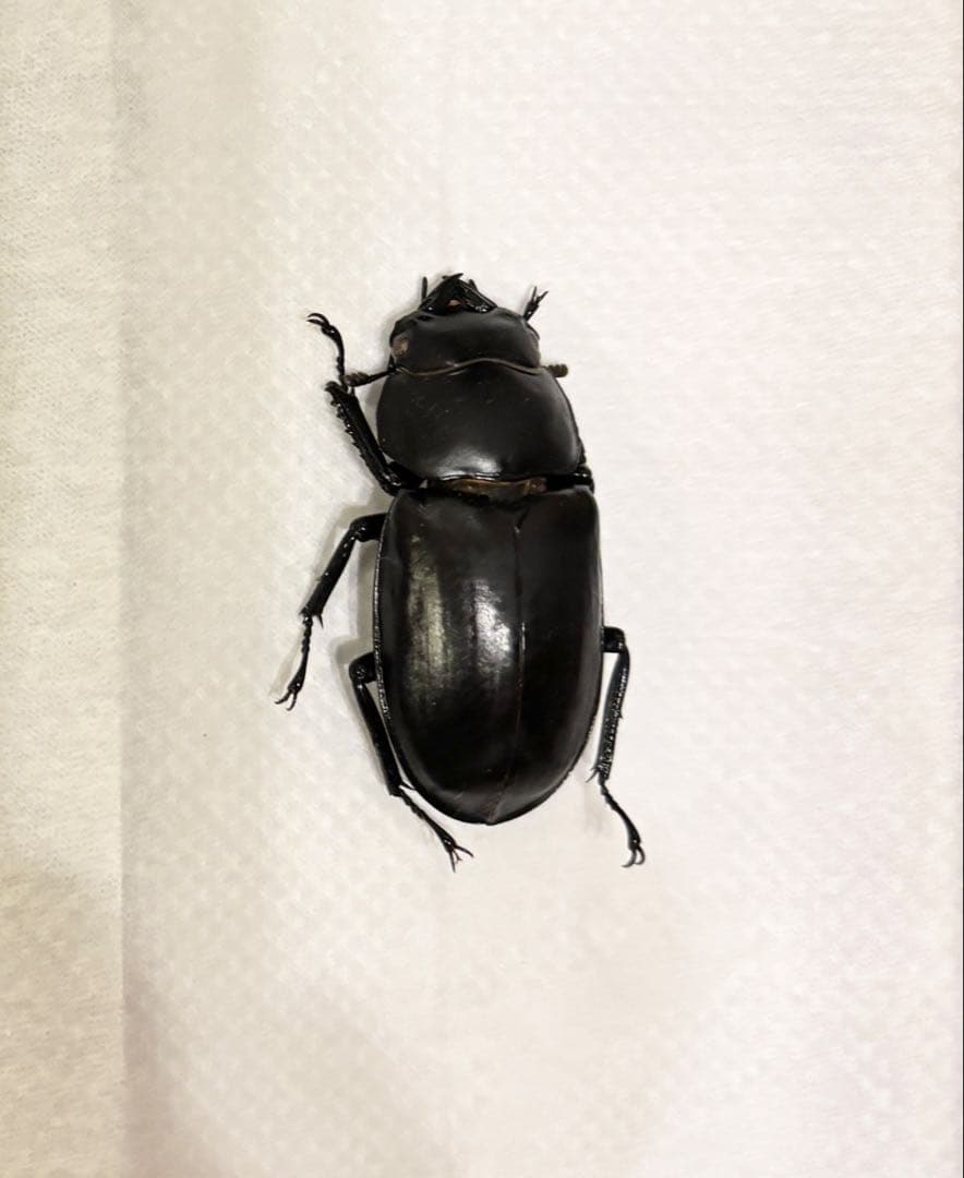 ウエストウッディ　原名亜種　ウエストカメン産　標本 メス ワイルド44ミリ