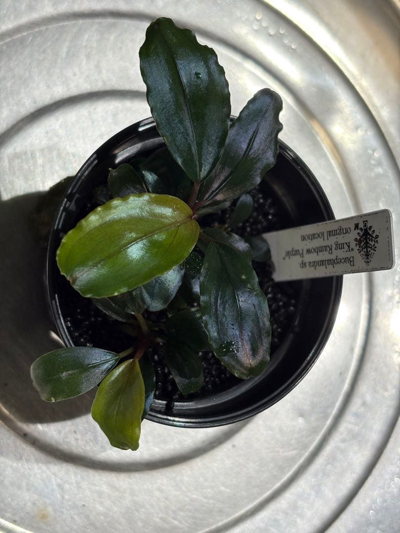 水草 Bucephalandra sp.King rainbow purple