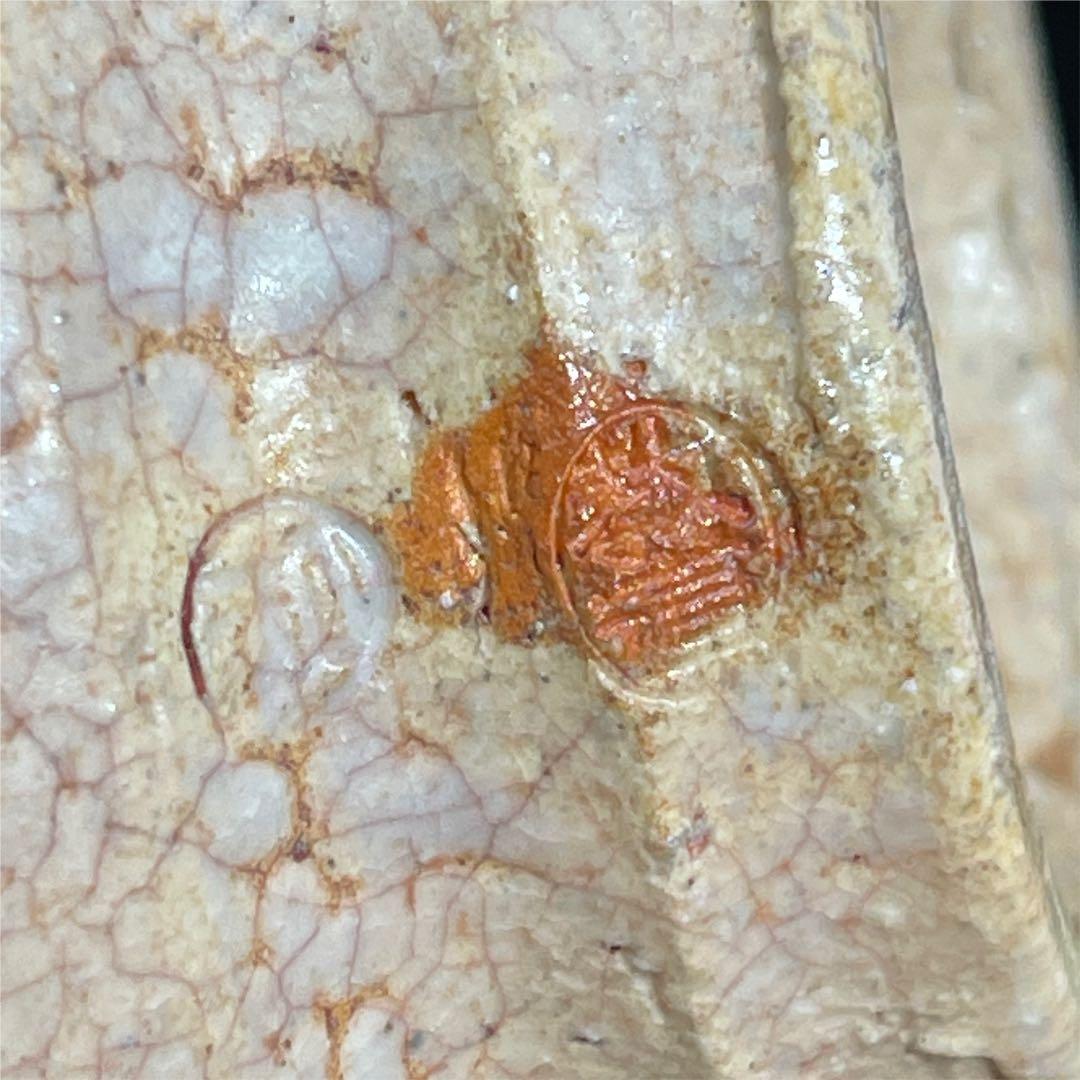 s50　萩焼　窯元　教道窯　平野教道　塔陶山　茶碗