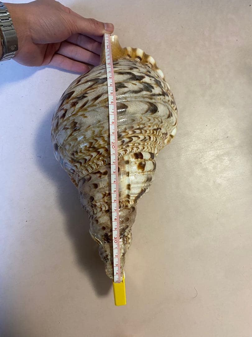 法螺貝　ホラ貝　35cm 936グラム