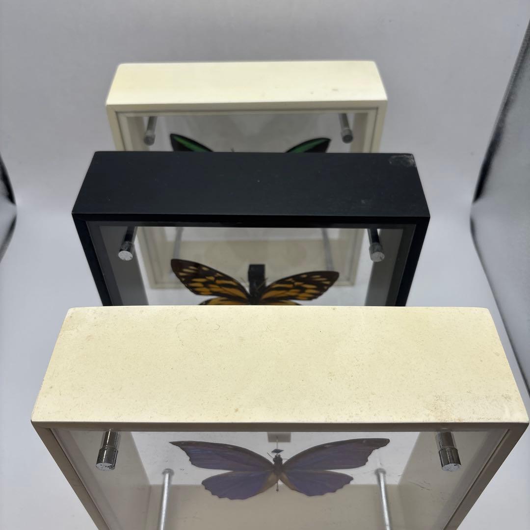 蝶の標本 3点セット