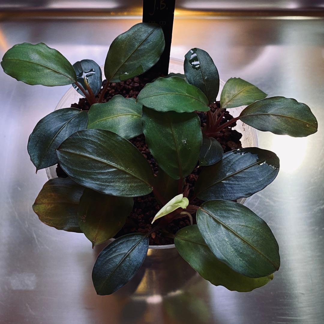 Bucephalandra sp.Blue melon ブルーメロン タグ付き