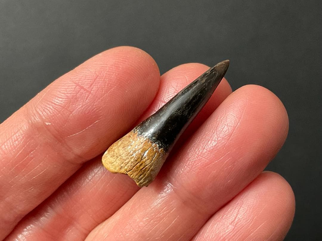 恐竜の歯 [DS361] エラスモサウルス 化石 超希少 レア