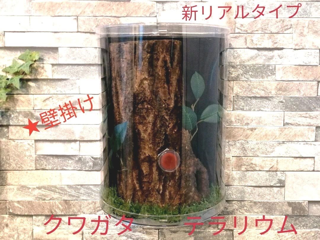 新リアルタイプ！オオクワ　壁掛け　飼育　テラリウム　2022 クワガタ