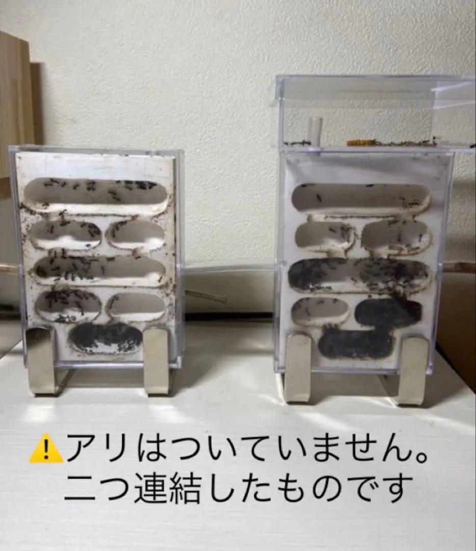 アリの巣　観察セット×4