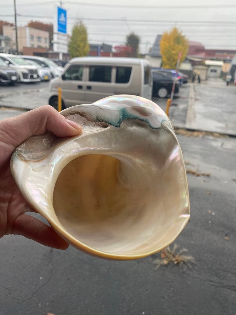 夜光貝　特大夜光貝　16x19cm 美品　置物　ピカピカ　ツルツル　色合いが綺麗