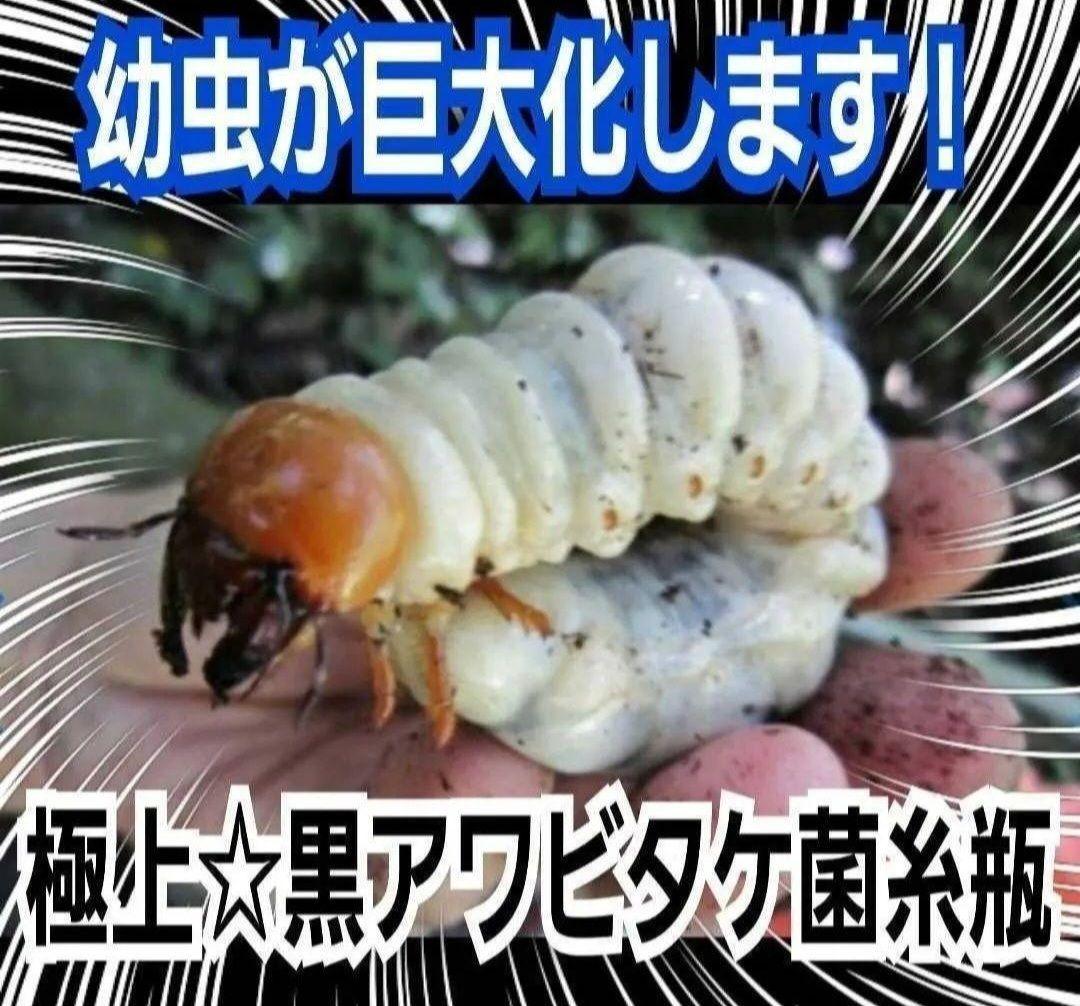 ９本セット！ニジイロクワガタに抜群！黒アワビタケ菌糸瓶　トレハロース、キトサン入