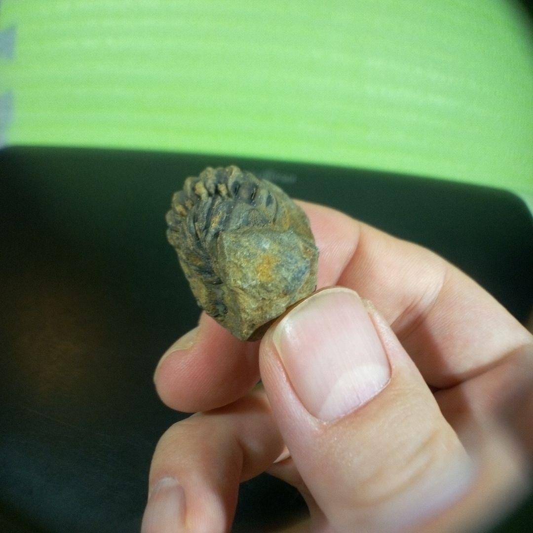 三葉虫　化石　fossil　ボリビア産　トライロバイト　三葉虫個体⑦