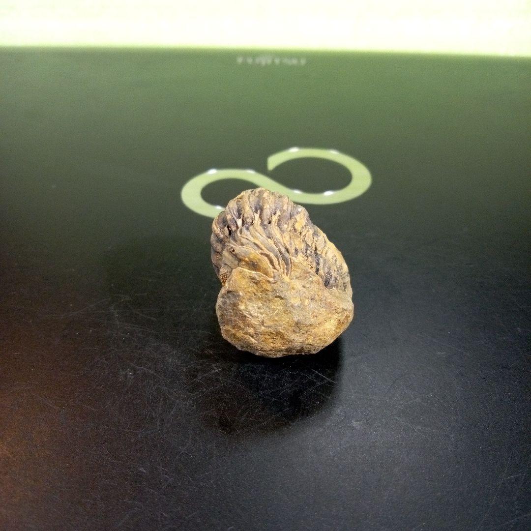 三葉虫　化石　fossil　ボリビア産　トライロバイト　三葉虫個体⑦