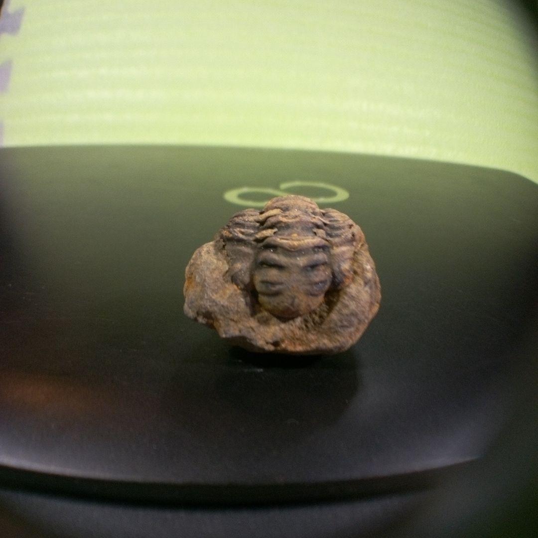 三葉虫　化石　fossil　ボリビア産　トライロバイト　三葉虫個体⑦