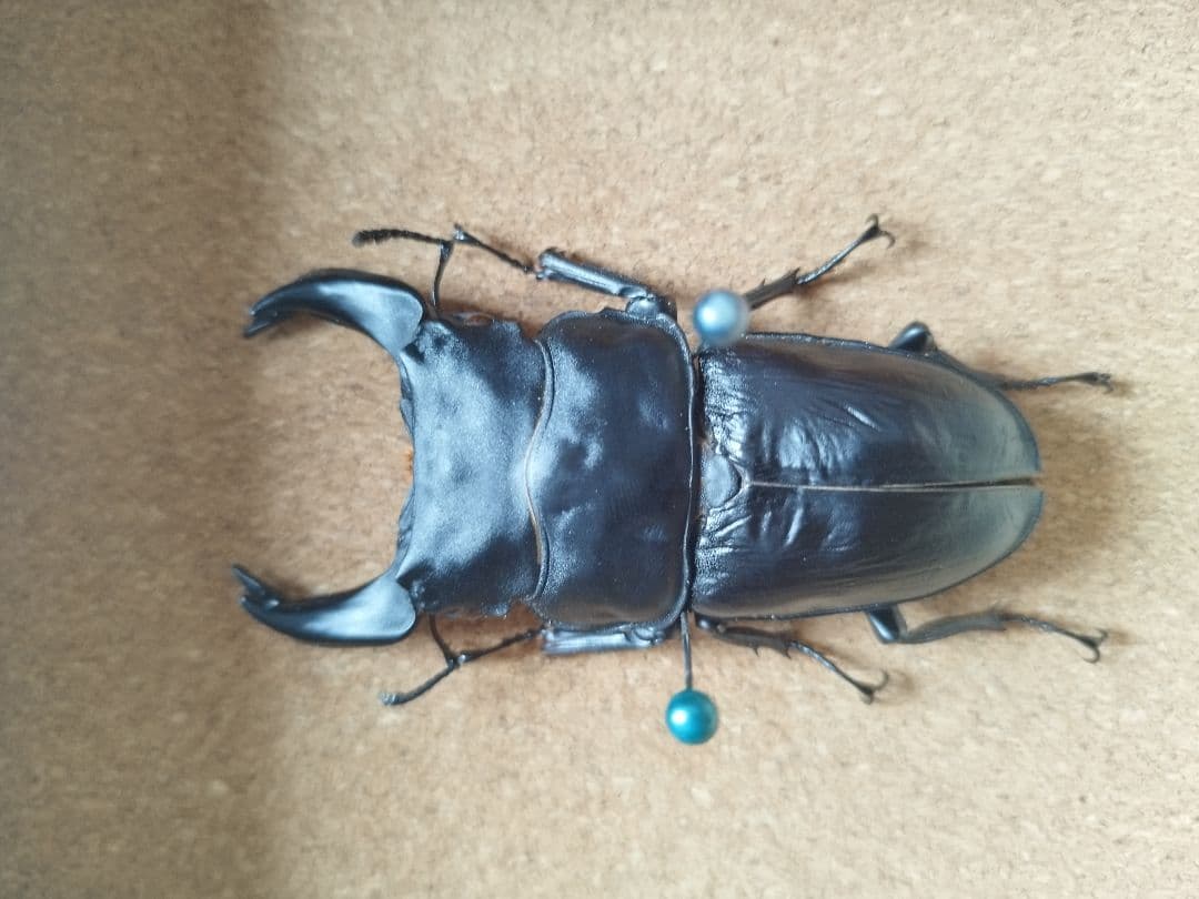 極太血統ホペイオオクワガタ♂80.3mm 標本 超大型サイズ