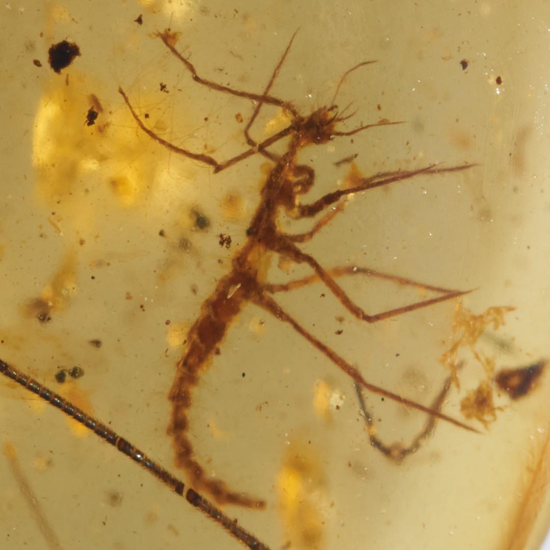 レア極上品 PA0006虫入り琥珀化石　ミャンマーカムティかタナイ9900万年前