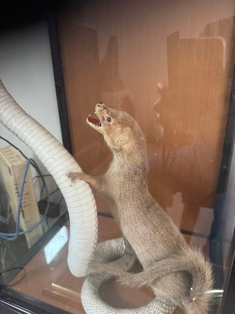 飼育用品 dry animals