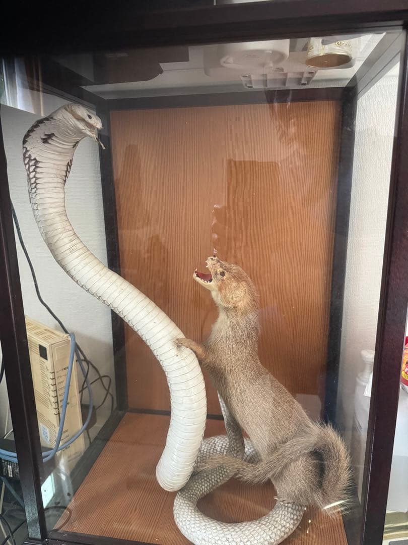 飼育用品 dry animals