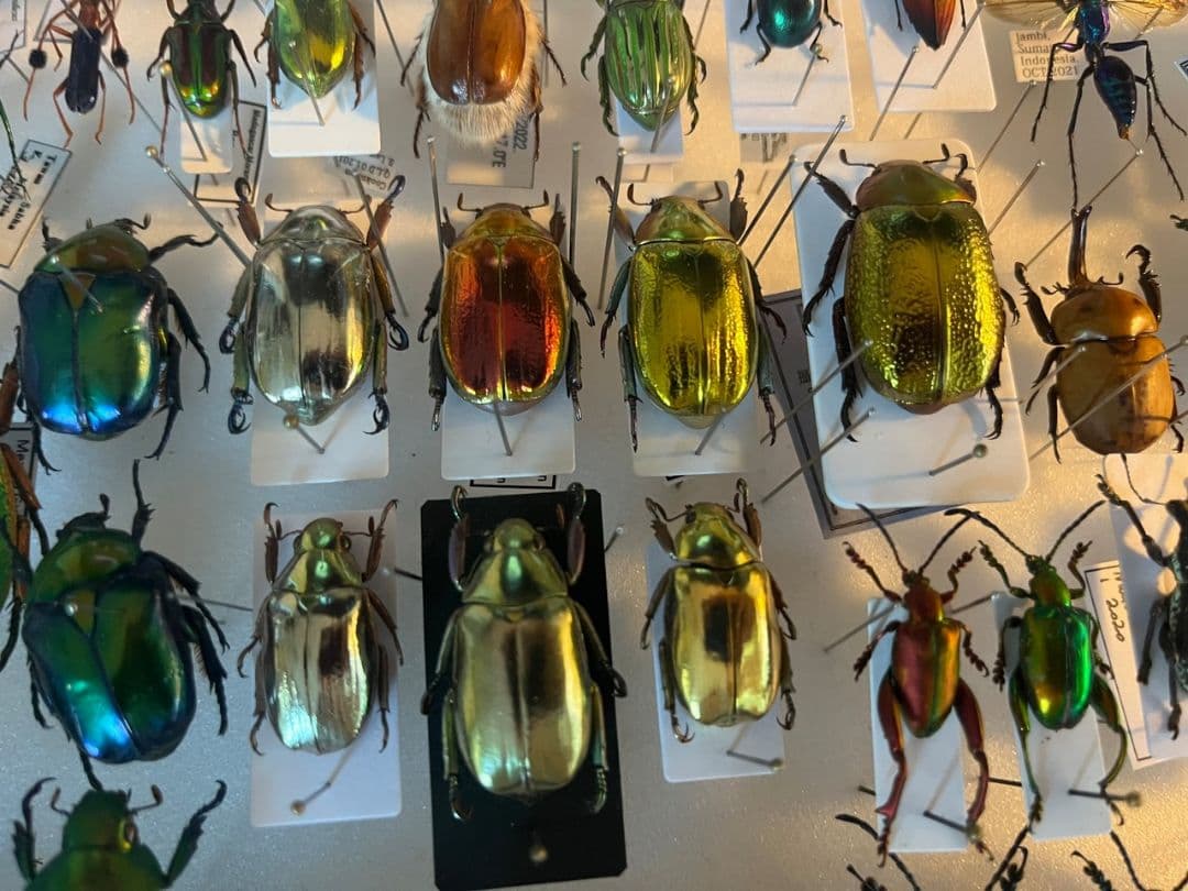 【最新作】ボウカルディプラチナコガネ Chrysina 頭が赤！昆虫標本
